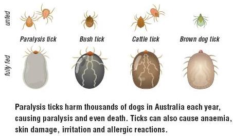 Paralysis Tick