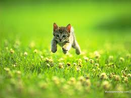 Spring cat