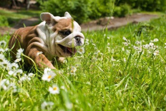 Spring pup