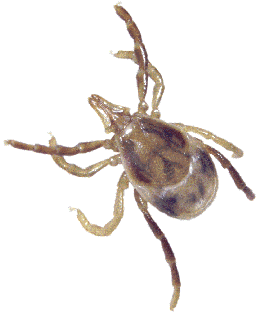 I am a Paralysis Tick